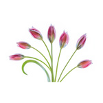 Tulipa